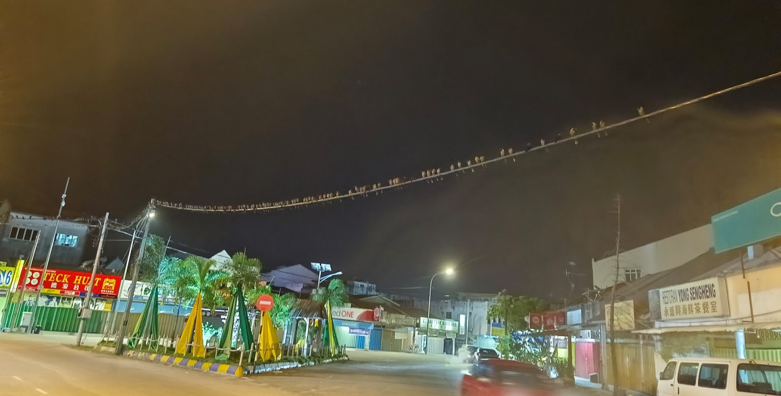 -大都会/适耕庄射杀乌鸦行动