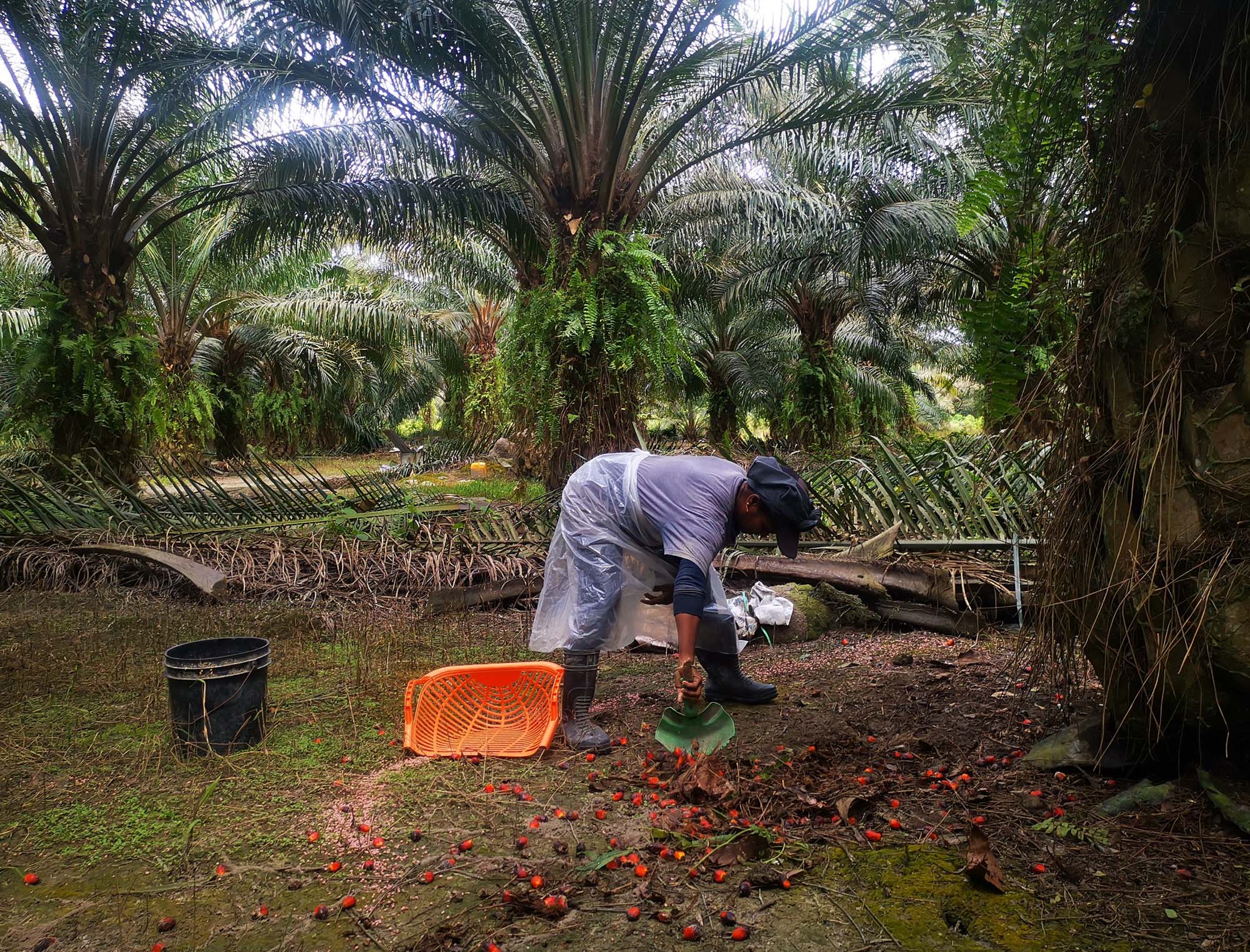 大霹雳时事焦点/油棕果价跌破1000令吉大关 小园主:痛如刀割