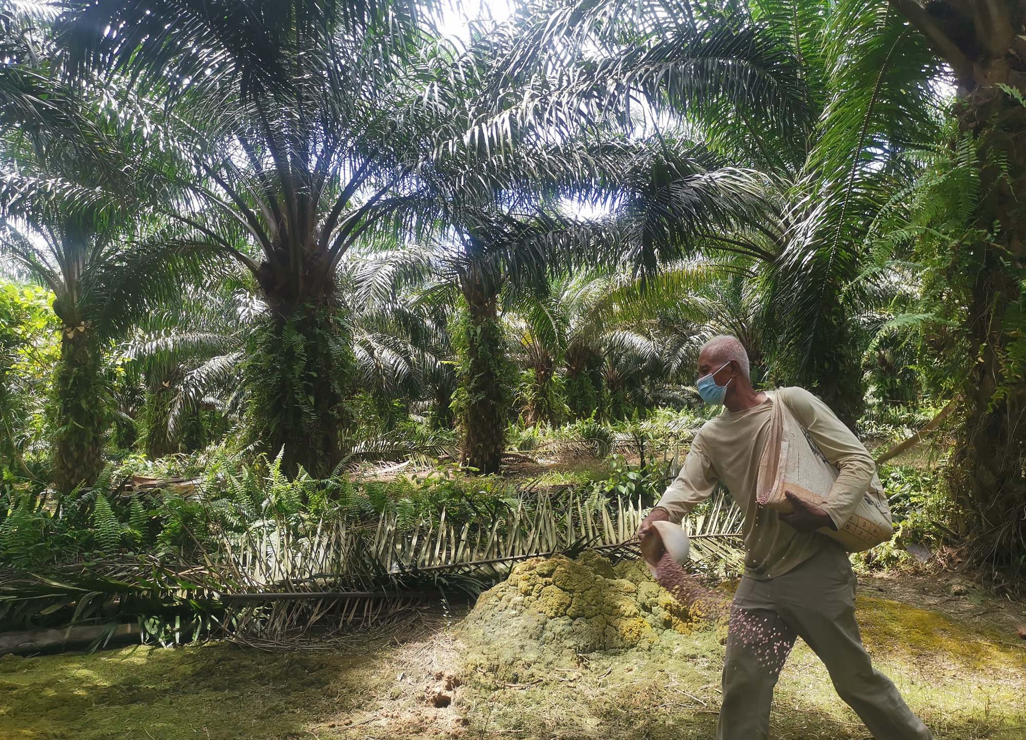 大霹雳时事焦点/油棕果价跌破1000令吉大关 小园主:痛如刀割