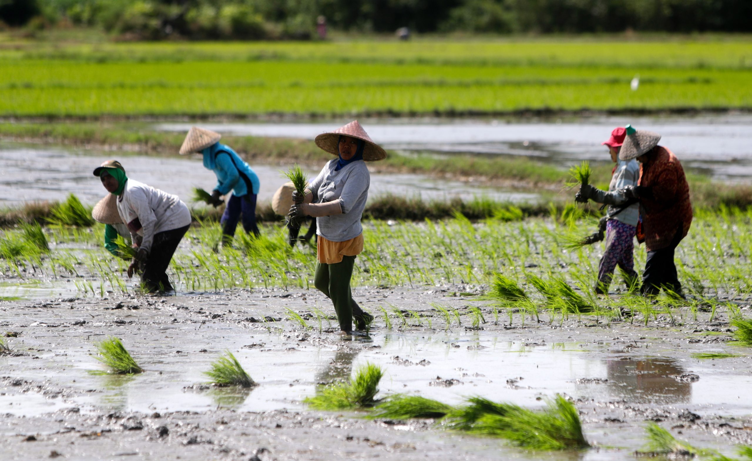 天下事 主文 全球粮食飙涨 专家:下个涨价料是大米