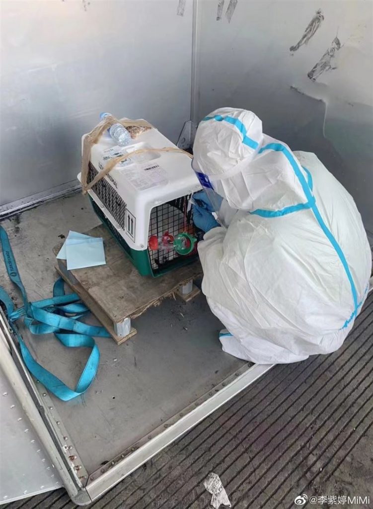 女星托运爱犬接机惊成尸体 心碎痛批航空公司互推诿