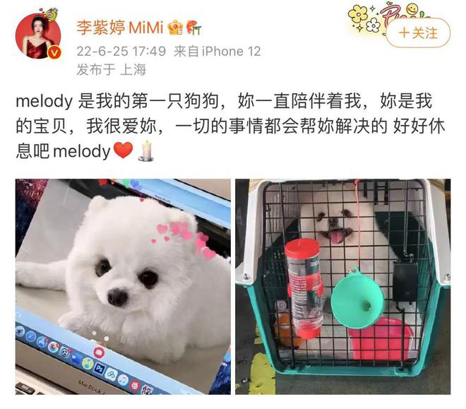 女星托运爱犬接机惊成尸体 心碎痛批航空公司互推诿