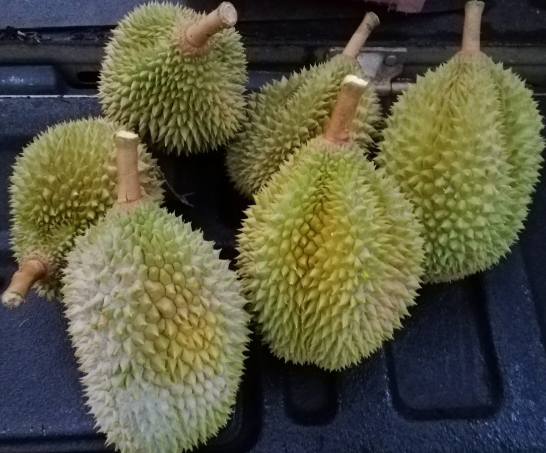 **已签发(请置头条)**柔:封面:【特稿】:彼咯榴梿6月中上市产量少40%,无阻游客到园开吃情景再现