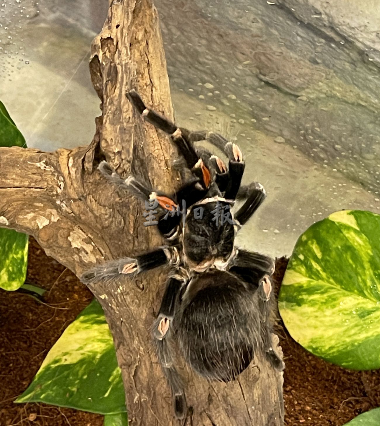 带你去找爱 | 尊敬欣赏另类相处方式  用爱融化冷血动物