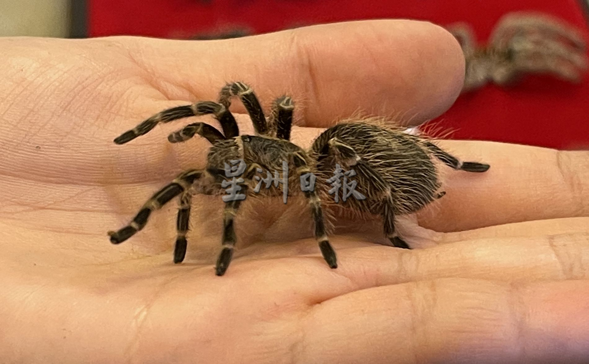 带你去找爱 | 尊敬欣赏另类相处方式  用爱融化冷血动物