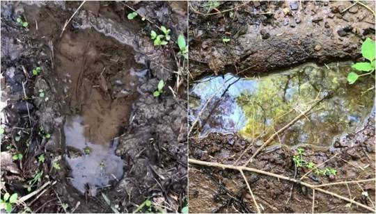 拼盘/树林惊见疑大脚怪足迹 他目睹惊呆:绝对不止1只