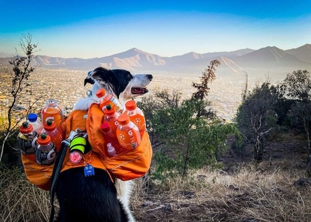 拼盘／牧羊犬与主人执垃圾　化身漫画宣传保育