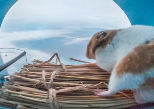 拼盘／飞行气球载仓鼠上平流层　安全返回地球