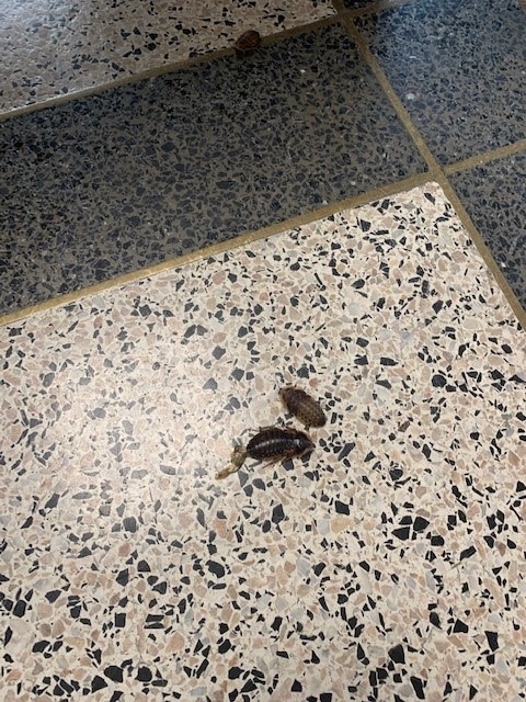  数百蟑螂扰乱审讯  纽约州法院暂关闭