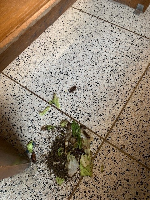  数百蟑螂扰乱审讯  纽约州法院暂关闭