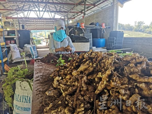 新世代农夫对应粮食危机,新世代农夫对应粮食危机