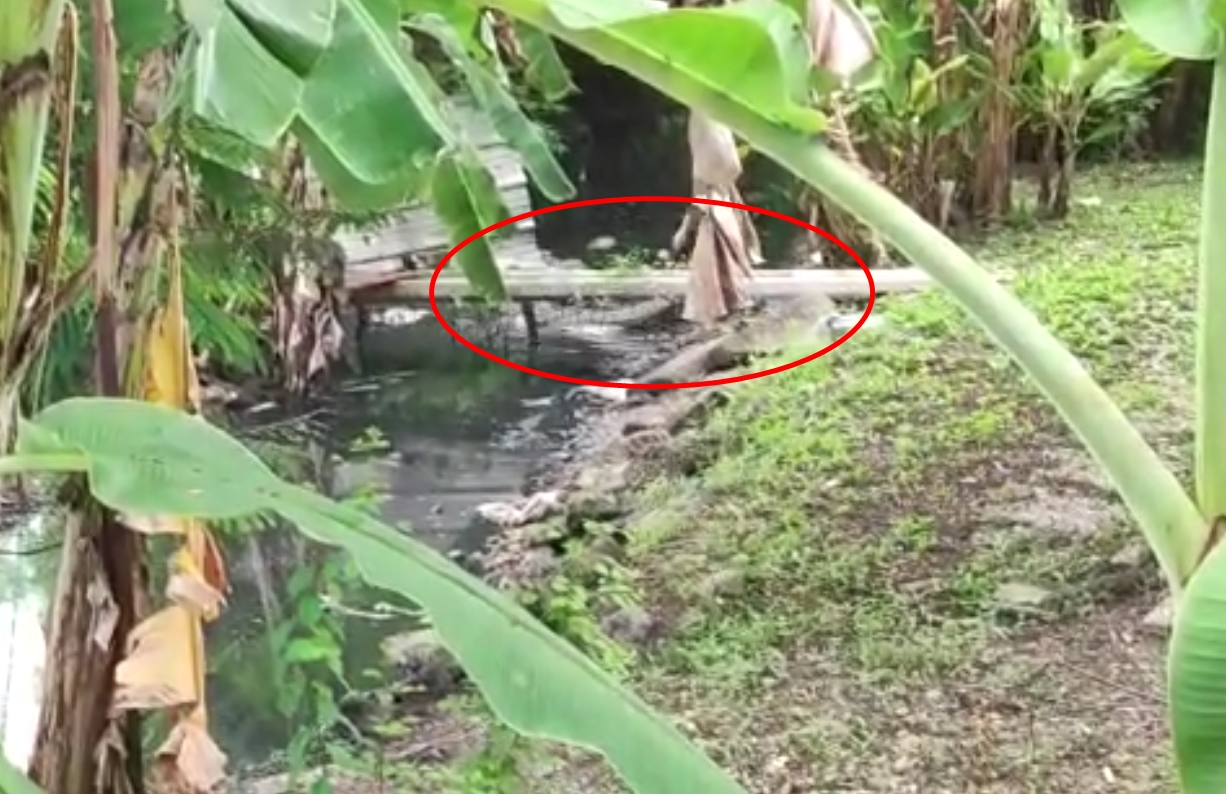 求真(全国版)传玻港口男童被鳄鱼攻击,警调查证实假消息