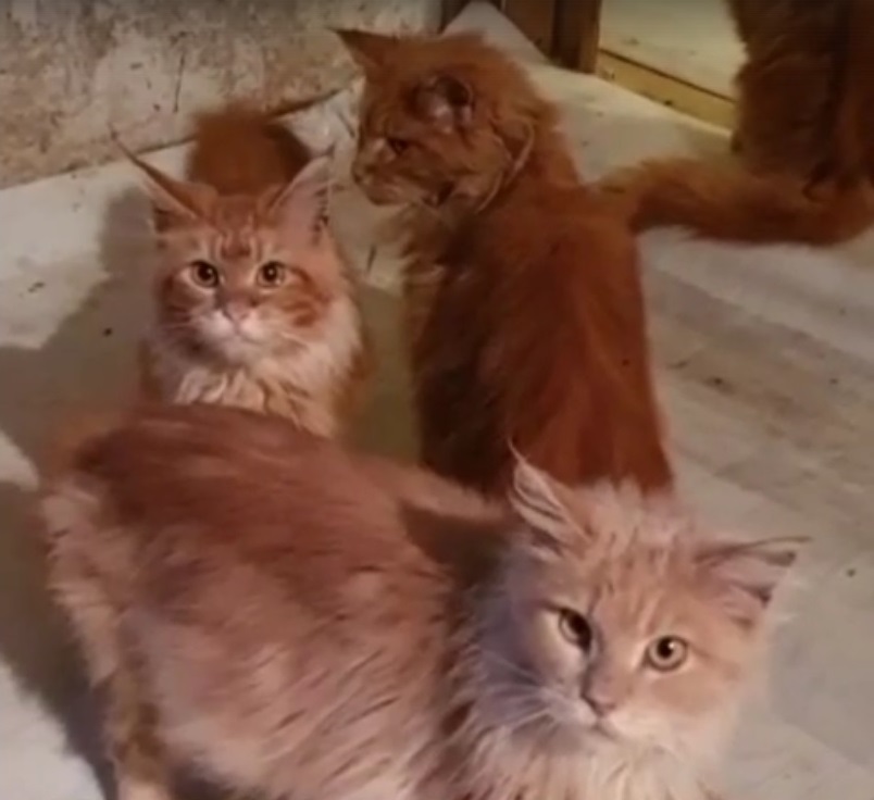 独居女子猝死家中 20只猫啃尸体撑2周