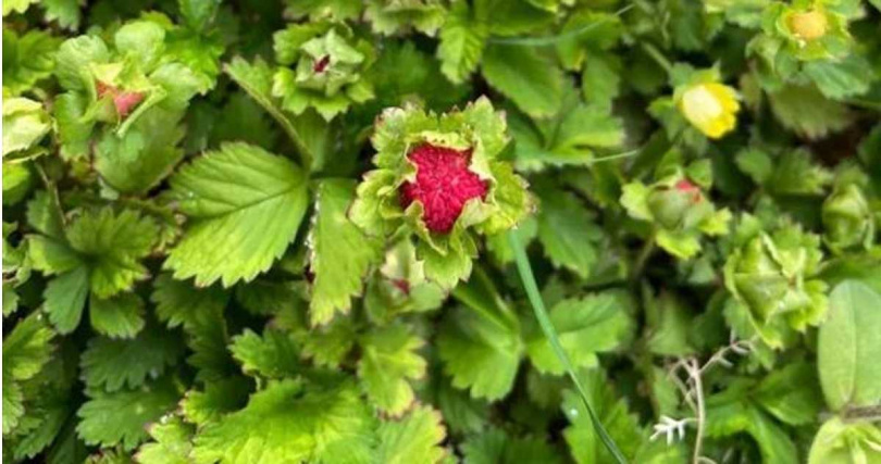 现代神农氏！上海男“尝社区百草” 竟发现86种新植物…直接做成三明治吞了