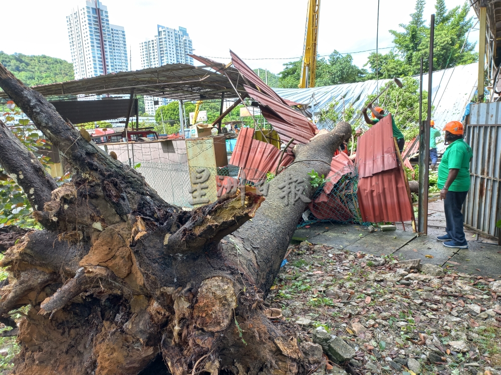 用此版本(大北马)大树倒下压毁垄尾义务消拯队会所停车遮棚