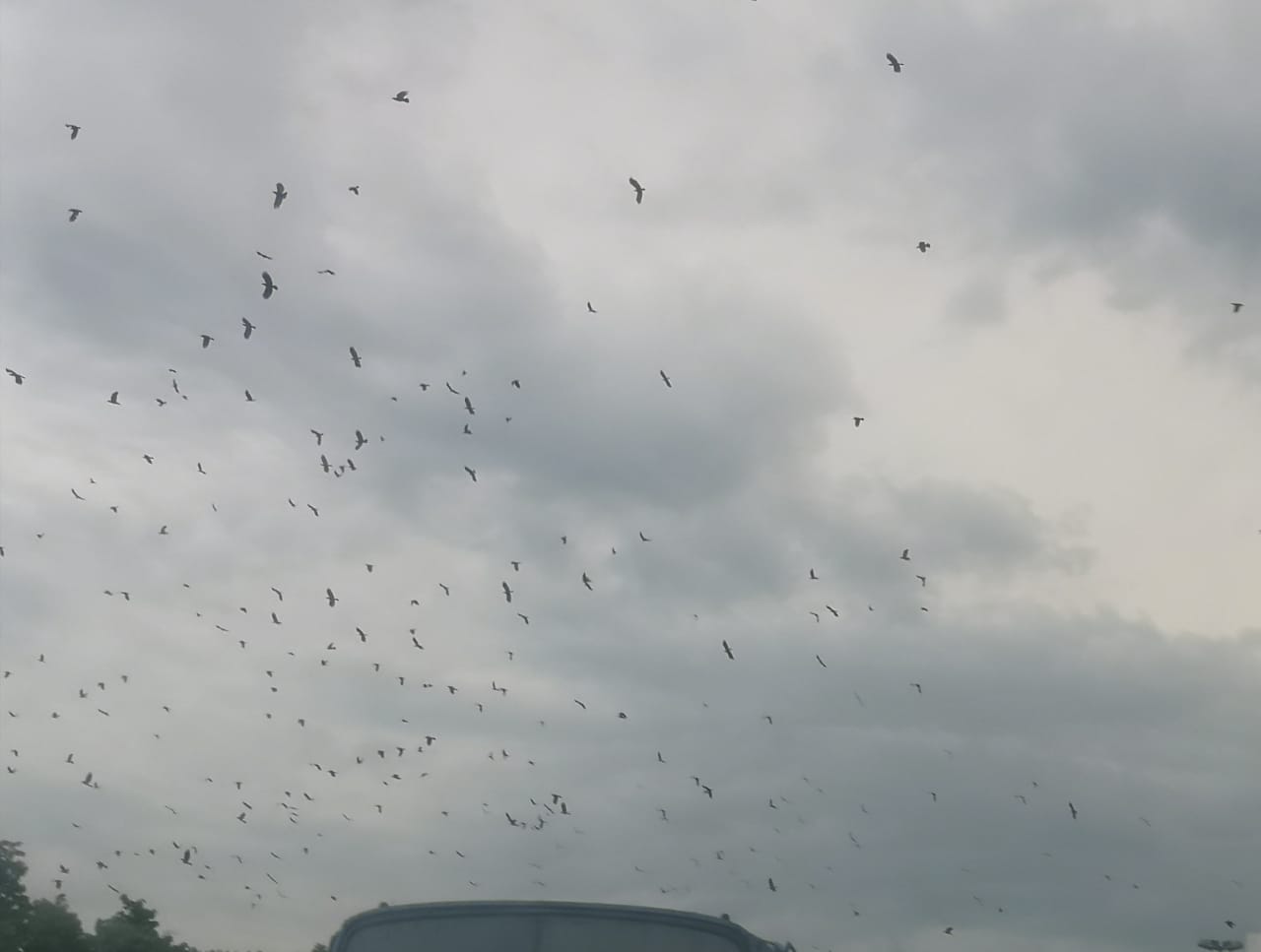 群鸦筑巢 垃圾遍地  商家：谁来管管？