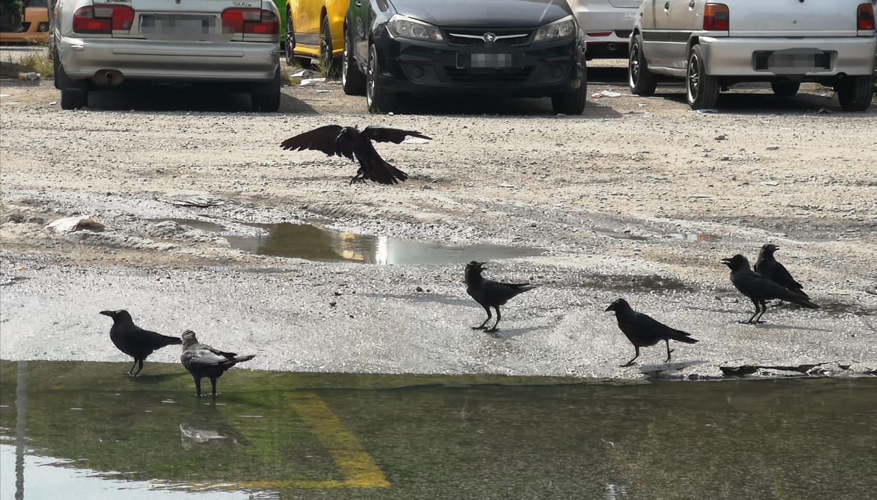 群鸦筑巢 垃圾遍地  商家：谁来管管？