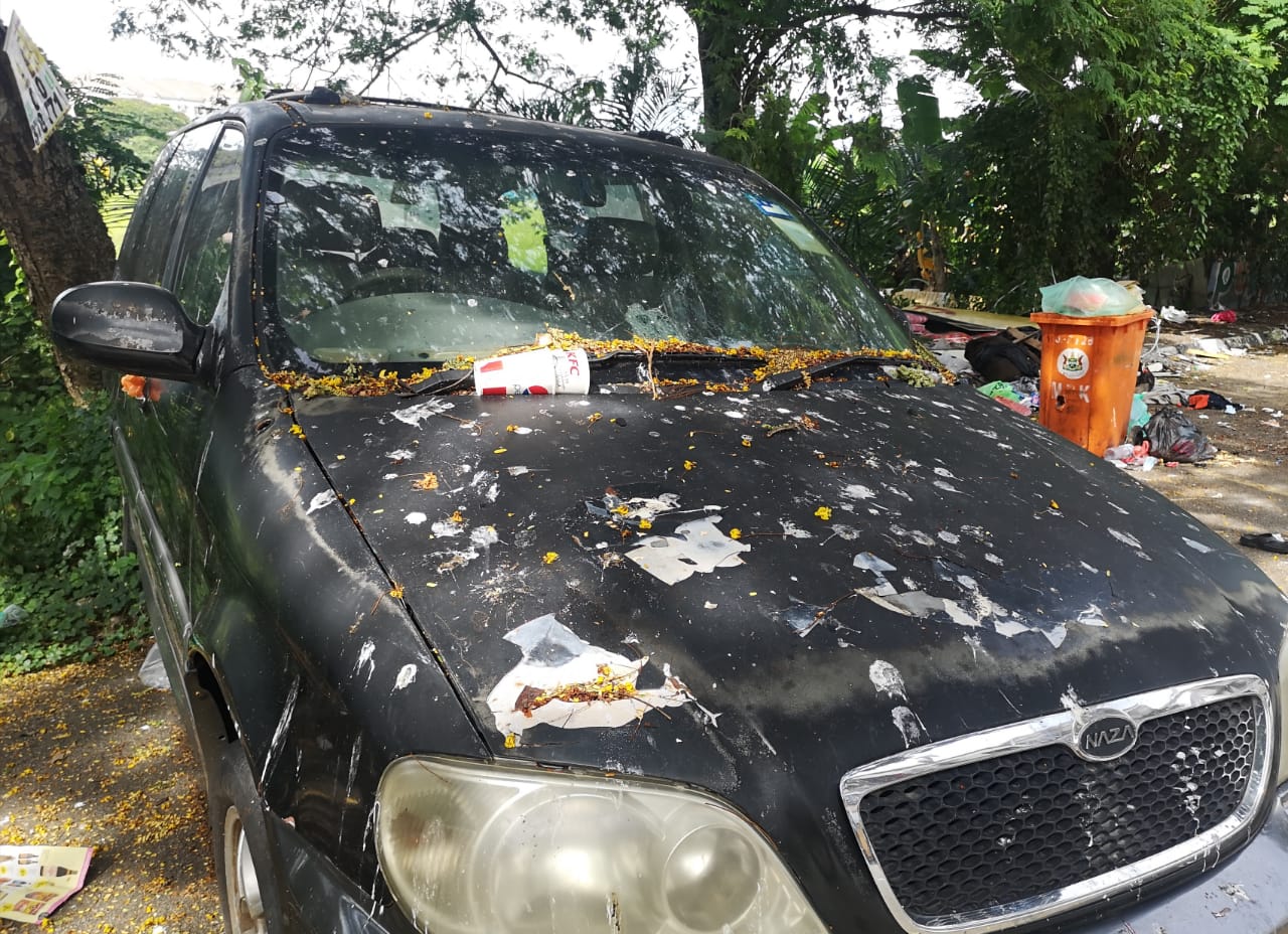 群鸦筑巢 垃圾遍地  商家：谁来管管？