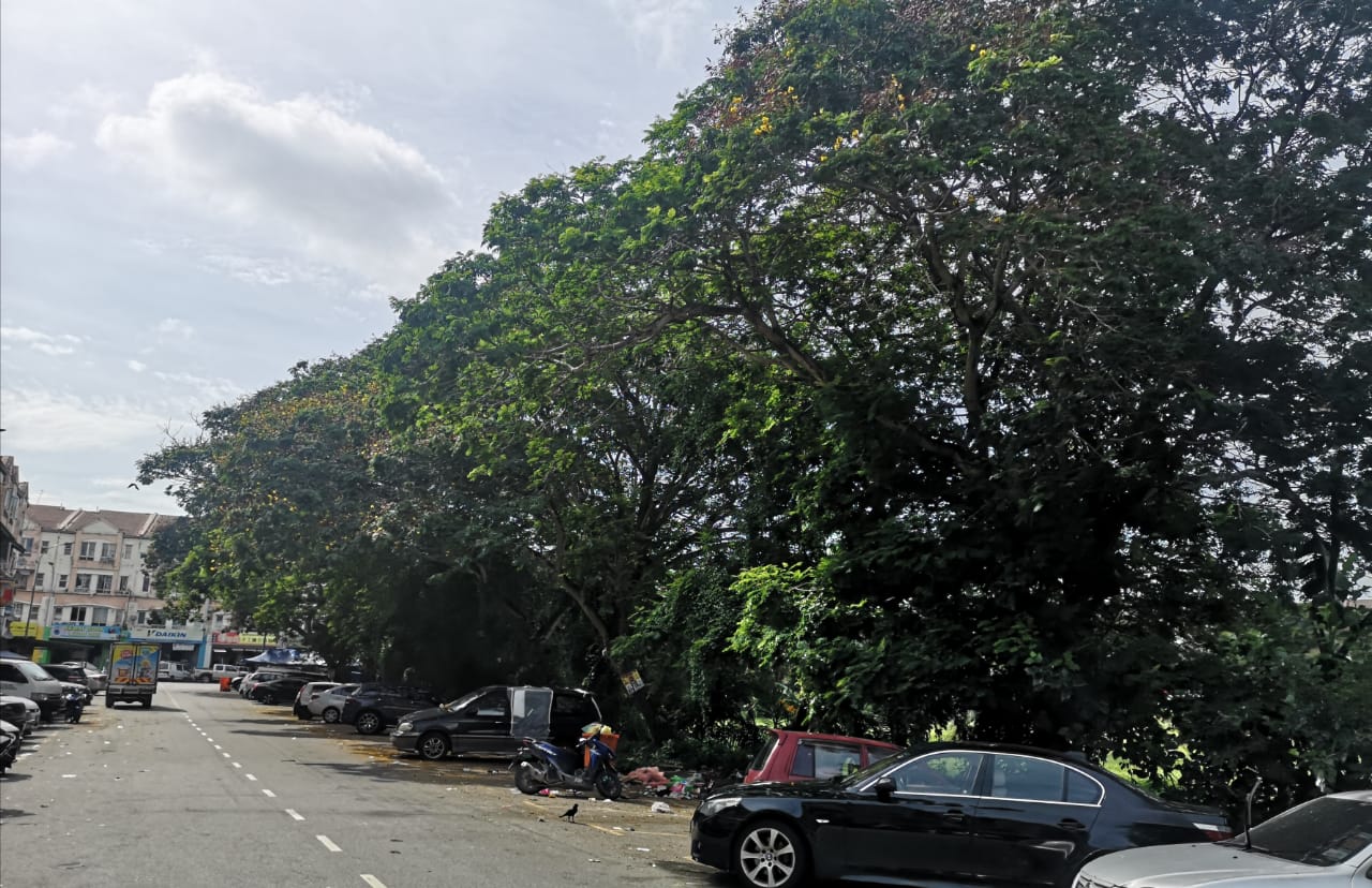 群鸦筑巢 垃圾遍地  商家：谁来管管？