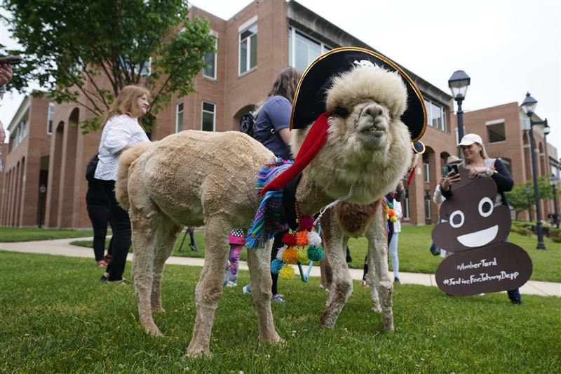 迪士尼备好羊驼? 尊尼特普被爆回归演杰克船长