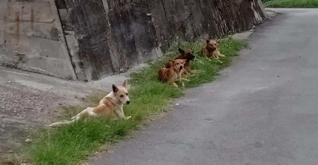 迪遮州议员服务中心与金宝爱护流浪狗协会合作推动TNRM