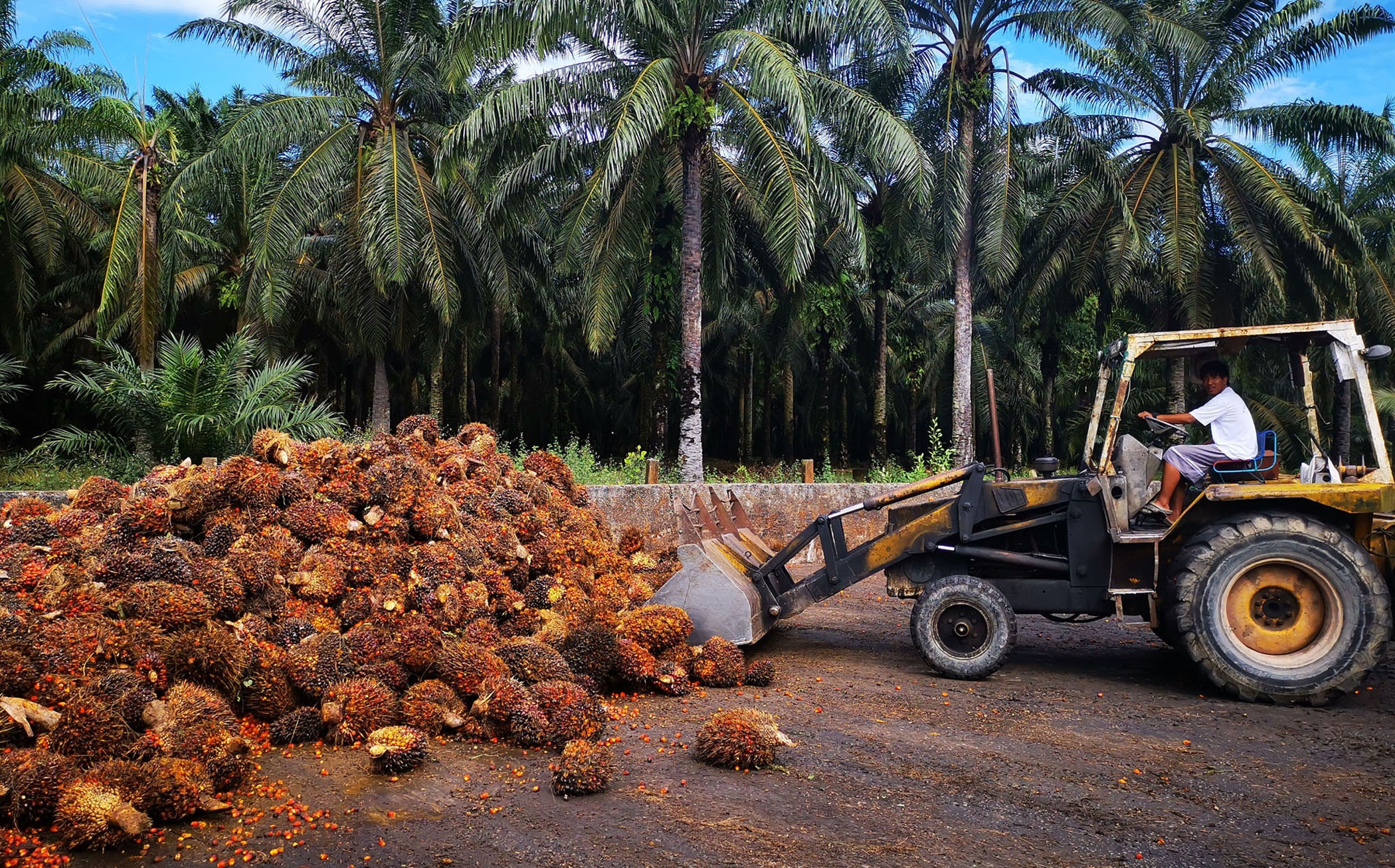 霹油棕果10多天剧跌300令吉 料续跌破900令吉大关