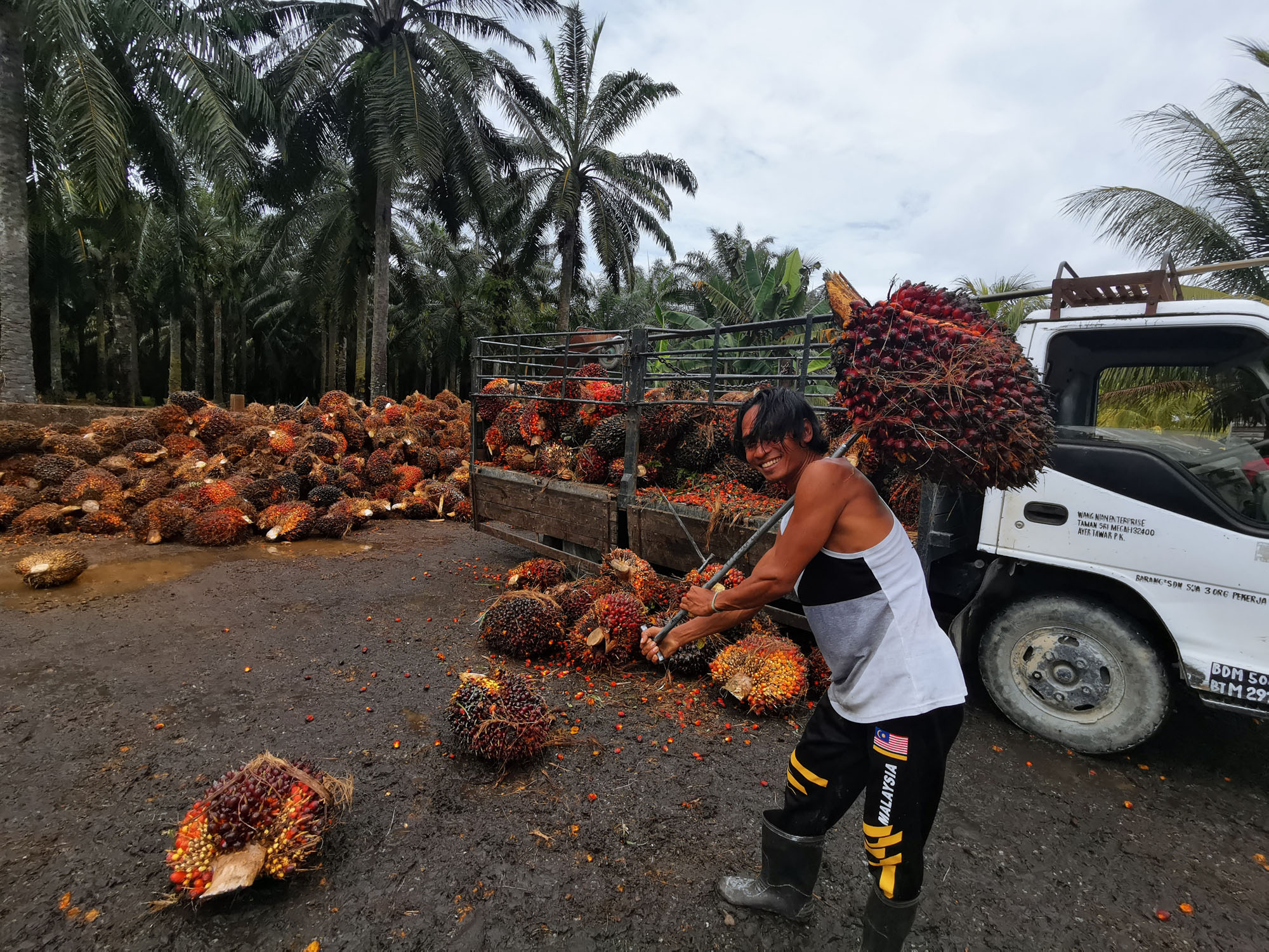 霹油棕果10多天剧跌300令吉 料续跌破900令吉大关