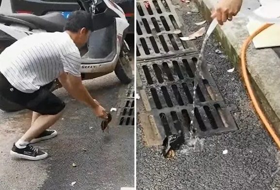 飞鸟冲入麻辣火锅吓坏食客 网民笑:给你们加菜啦