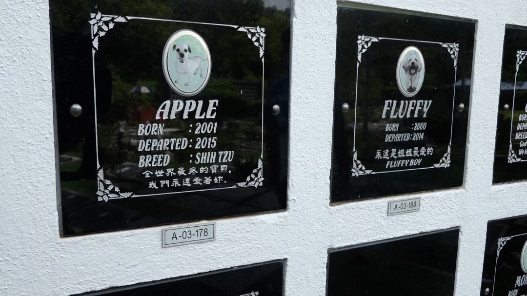 饲主盼毛小孩善终体面告别 · 殡葬需求十年前后涨三成