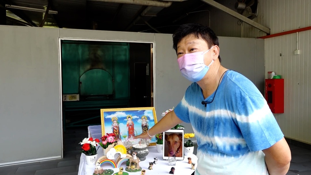 饲主盼毛小孩善终体面告别 · 殡葬需求十年前后涨三成