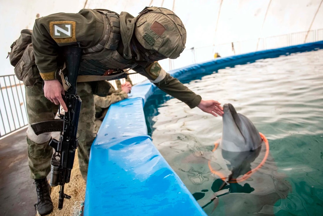 黑海沿岸发现大量海豚尸体 或死于军用声纳水雷伤害