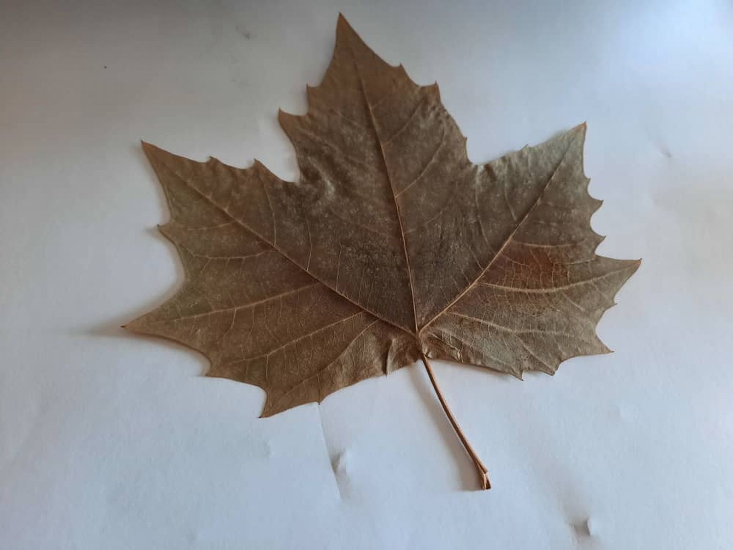 （古城第二版主文）叶子雕刻入大马纪录大全