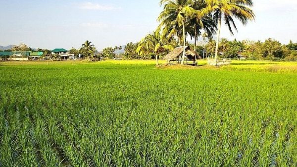 Expand food supply to control ceiling price fluctuation: will it work?