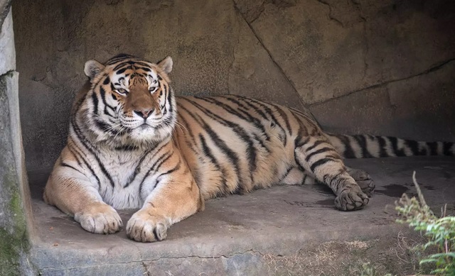 14岁东北虎染疫死亡 动物园指示员工戴口罩