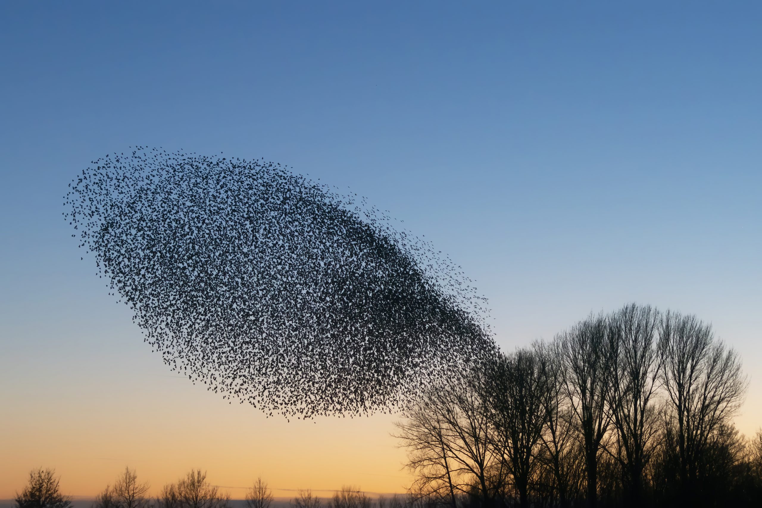 31/7 城人小说——飞鸟/夜樱/黄丽仪 OWING LI YEE/030129-03-0524/电邮:lyangel0129@gmail.com/6442568715 PUBLIC BANK