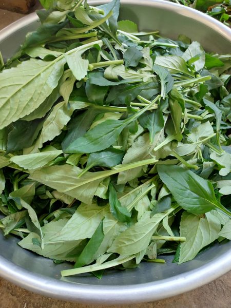 【重拾新村生活法】黄秀仪／苦芽——大热天的良伴