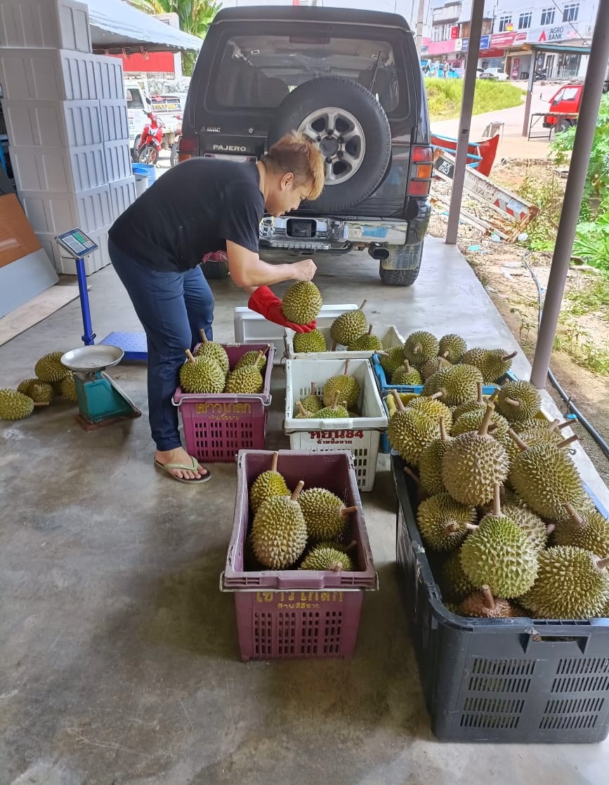 东:“坤玉榴梿”带动网购平台及快递服务。