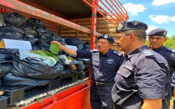 东：丹州警方逮捕3名孟加拉男子 起获40厘米高的大麻树及5.3克大麻