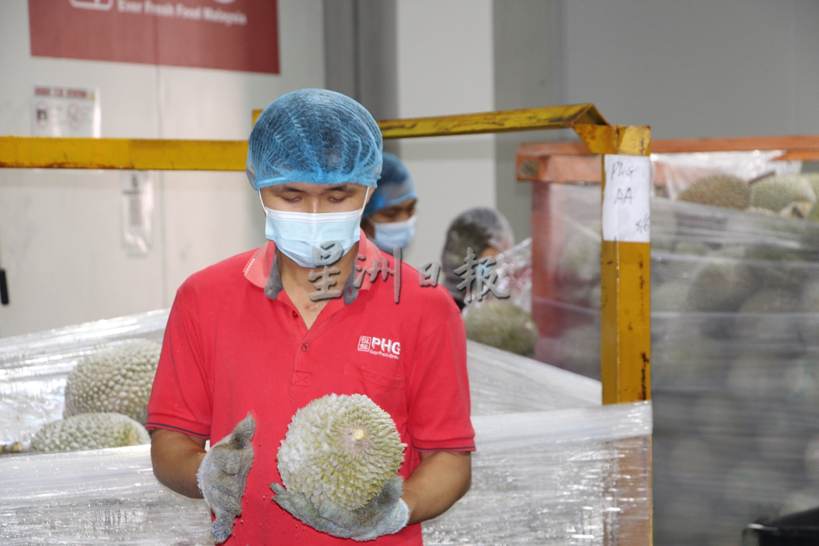东:今季榴梿产量大减,出口量只能满足中国50%订单