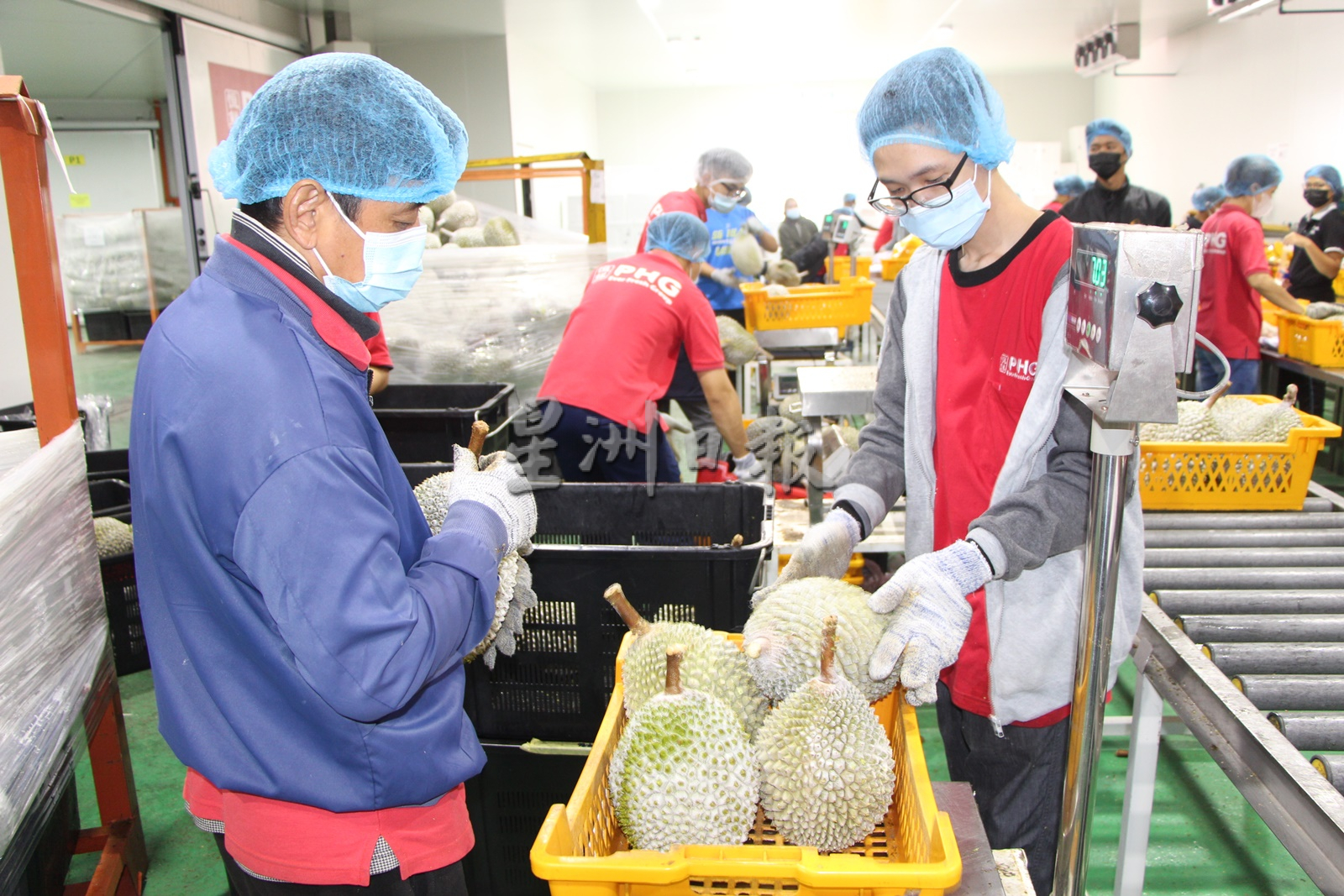 东:今季榴梿产量大减,出口量只能满足中国50%订单