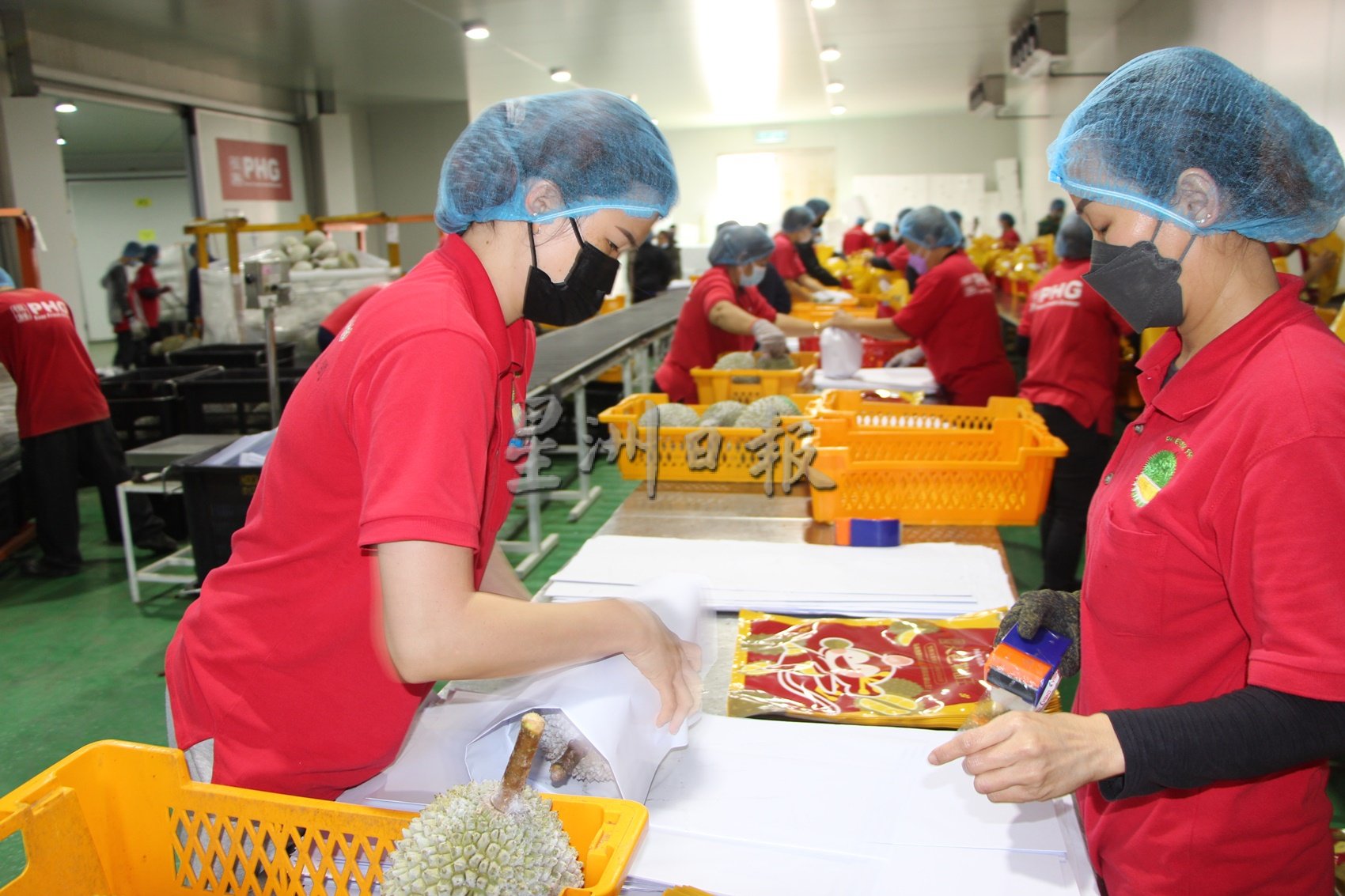 东:今季榴梿产量大减,出口量只能满足中国50%订单