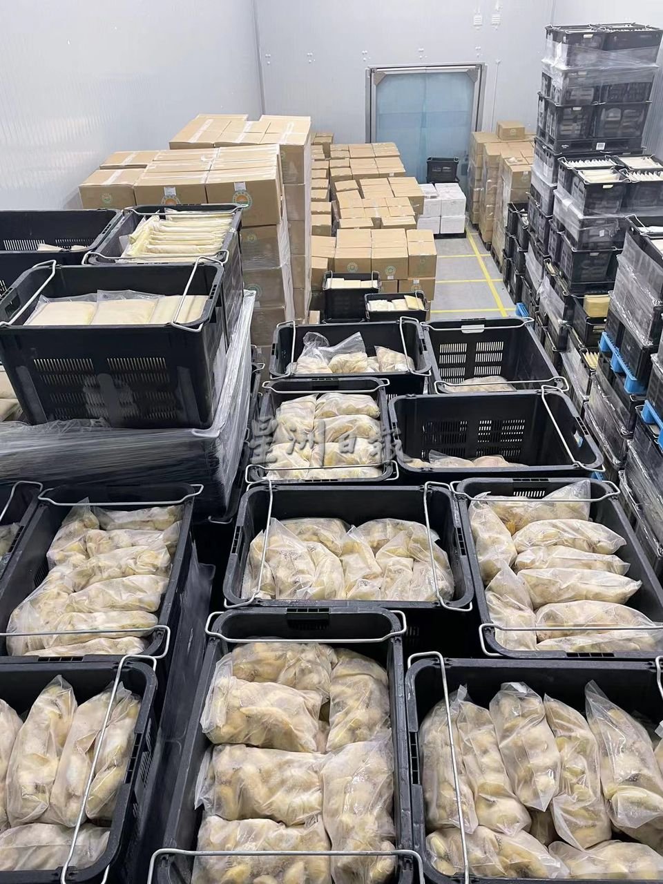 东:今季榴梿产量大减,出口量只能满足中国50%订单