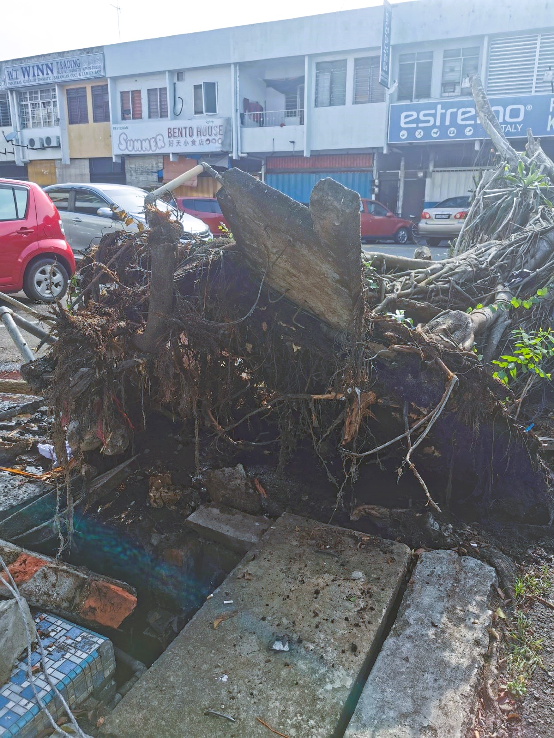 东：淡马鲁昨晚下起狂风暴雨，导致商店前一棵约30年老树被狂风吹到，所幸未伤及无辜。