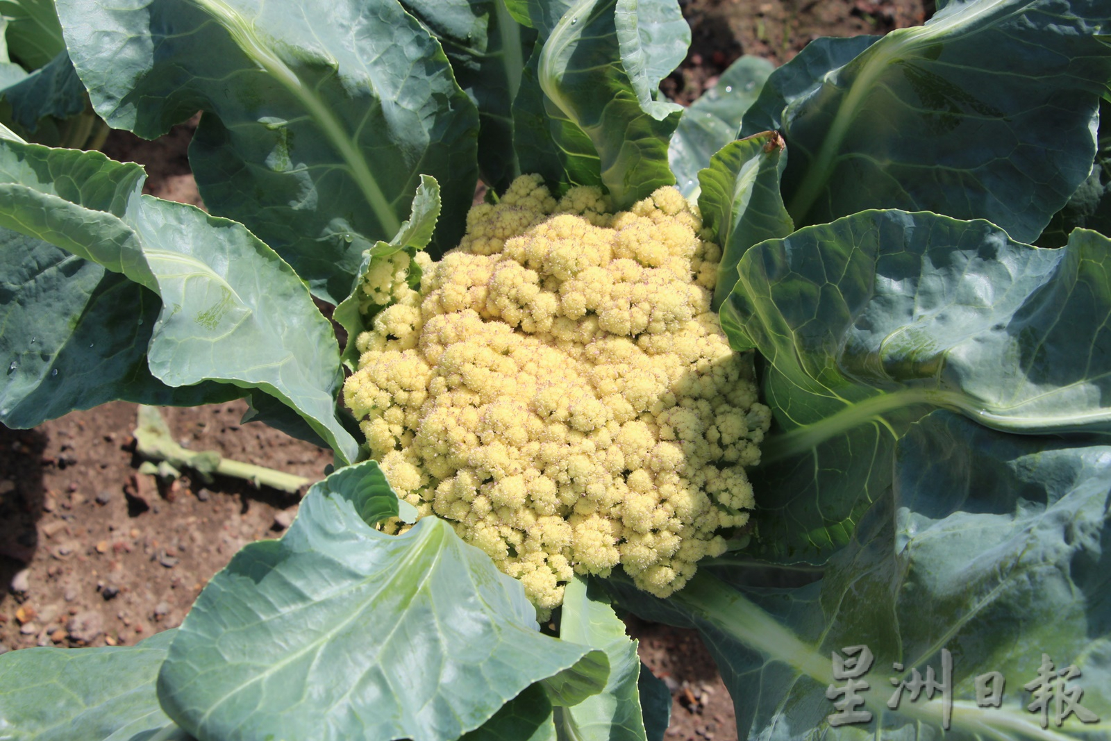 东:蔬菜价格高昂,村民纷纷在住家庭院空地种植瓜果蔬菜