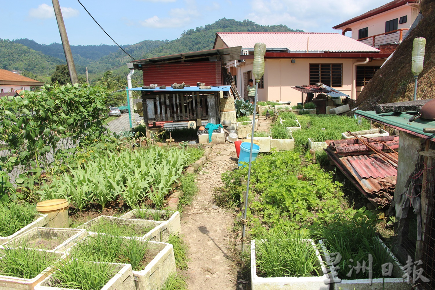 东:蔬菜价格高昂,村民纷纷在住家庭院空地种植瓜果蔬菜