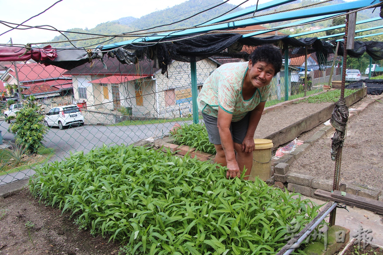 东:蔬菜价格高昂,村民纷纷在住家庭院空地种植瓜果蔬菜