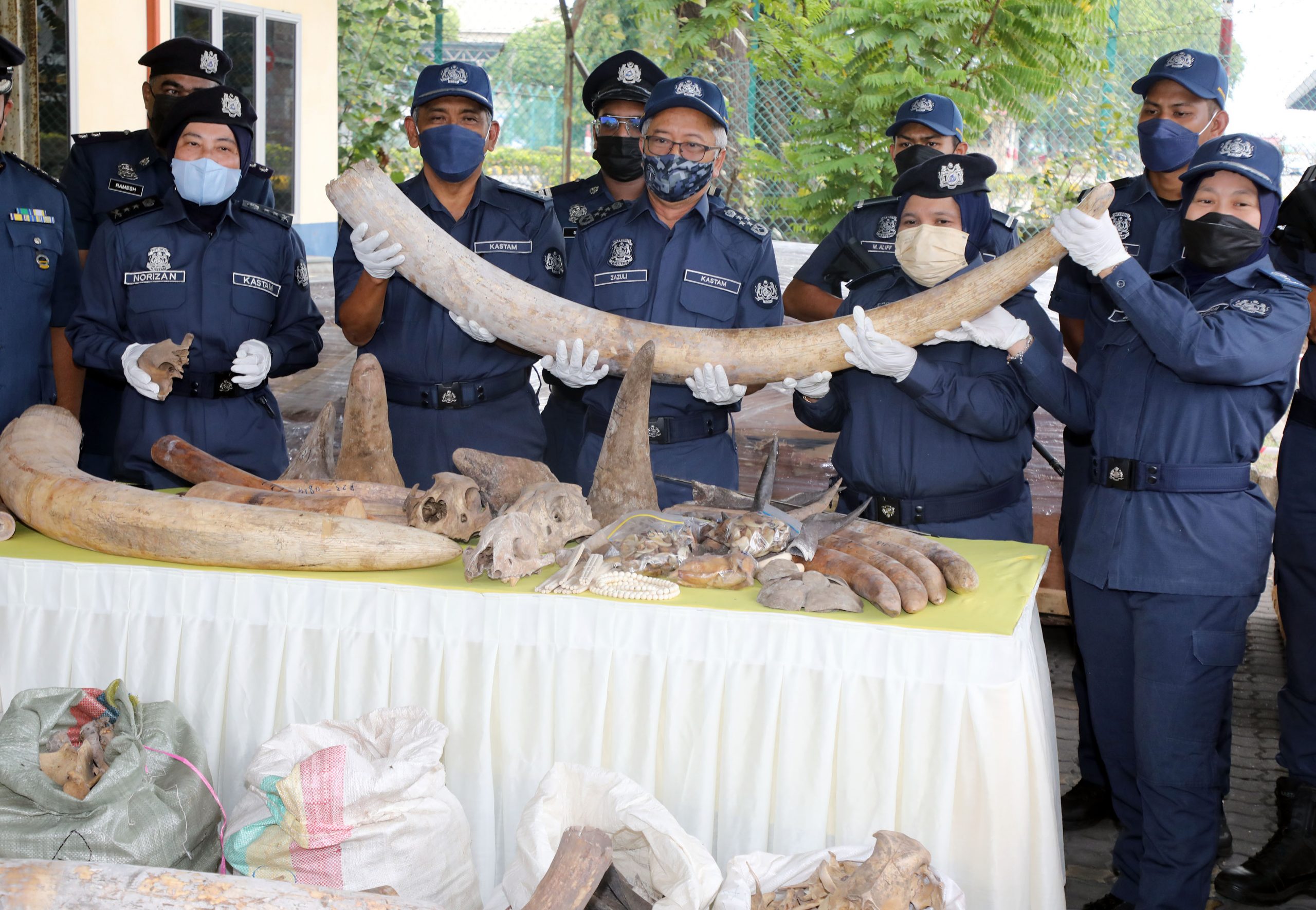 全国/关税局破获史上最大宗象牙走私案