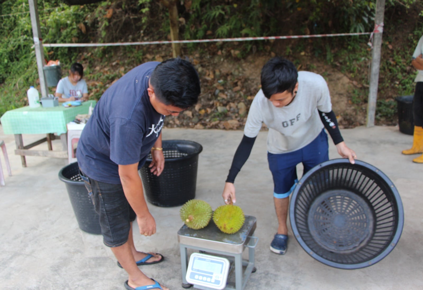 全:(求真/回应)A级猫山王榴梿收购价每公斤168令吉事件,榴梿收购商澄清确有其事