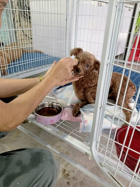 助养残障毛孩计划，帮助它们可以生活无忧