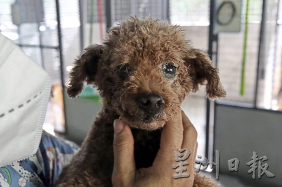 助养残障毛孩计划，帮助它们可以生活无忧